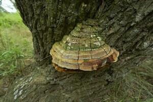 Orange fungus on the trunk of a tree, La Pampa Province, Patagonia, Argentina. photo