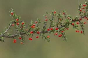 Piquillin, endemic wild fruits in the Pampas forest, Patagonia, Argentina photo