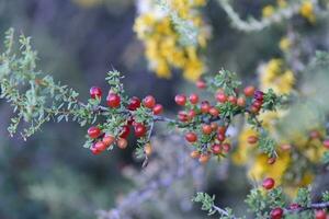 Red Wild fruits, in Patagonia Forest, Argentina photo