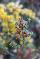 Red Wild fruits, in Patagonia Forest, Argentina photo