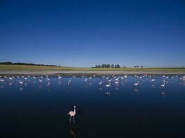 Flamingos flock,La Pampa,  Patagonia Argentina photo