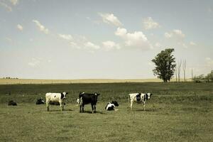 Steers fed on pasture, La Pampa, Argentina photo