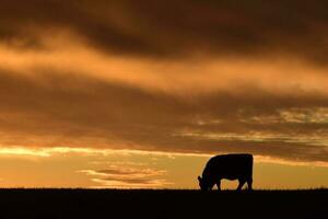 Steers fed with natural grass, Pampas, Argentina photo