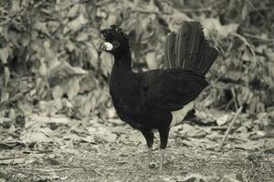 Bare faced Curassow, in a jungle environment, Pantanal Brazil photo