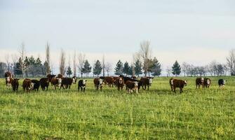 Cattle in Argentine countryside, Buenos Aires Province, Argentina. photo