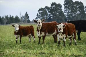 Cattle in Pampas landscape at dusk, Patagonia, Argentina photo