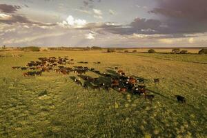 Aerial view of a troop of steers for export, cattle raised with natural pastures in the Argentine countryside. photo