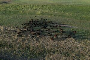 Aerial view of a troop of steers for export, cattle raised with natural pastures in the Argentine countryside. photo