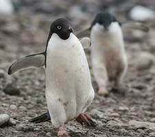 adelie pingüino, antartica foto