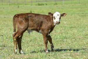 Cattle in Argentine countryside, Buenos Aires Province, Argentina. photo