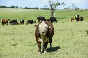 Bull moaning in Argentine countryside, La Pampa, Argentina photo