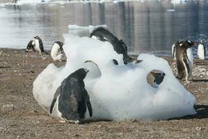 Gentoo Penguin,on an antarctic beach, Neko harbour,Antartica photo