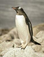 Gentoo Penguin,on an antarctic beach, Neko harbour,Antartica photo