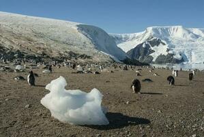 Gentoo Penguin,on an antarctic beach, Neko harbour,Antartica photo