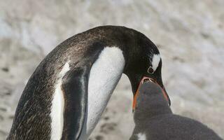 gentoo pinguino, en un antártico playa, neko Puerto,Antártida foto