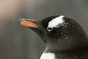 gentoo pingüino, pigoscelis Papuasia, Antártida. foto