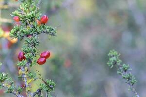 Red Wild fruits, in Patagonia Forest, Argentina photo
