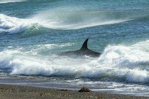 orca patrullando el costa, península Valdés, Patagonia argentina foto