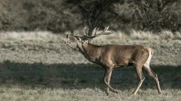 Female Red deer herd in La Pampa, Argentina, Parque Luro Nature Reserve photo