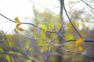 otoño hojas en el bosque, la pampa provincia, Patagonia, argentina. foto