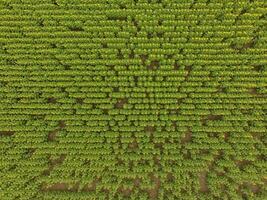 Sunflower cultivation, Aerial view, in pampas region, Argentina photo