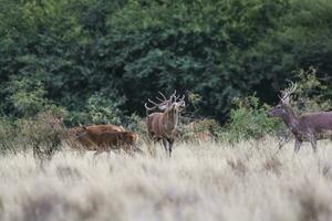 hembra rojo ciervo manada en la pampa, argentina, parque luro naturaleza reserva foto