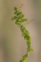 Plant in semi desertic environment, Calden forest, La Pampa Argentina photo