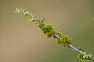 Plant in semi desertic environment, Calden forest, La Pampa Argentina photo