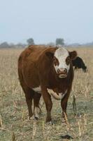 Cattle in Argentine countryside, Pampas, Argentina photo