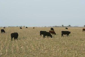 Cattle in Argentine countryside, Pampas, Argentina photo