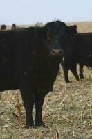 Cattle in Argentine countryside, Pampas, Argentina photo