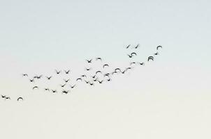 Egret flock in flight, La Pampa province, Patagonia, Argentina photo