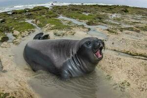 Elephant seal, Peninsula Valdes, Unesco World Heritage Site, Patagonia, Argentina photo