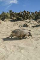 Hairy  desert environment, Peninsula Valdes, Patagonia, Argentina photo