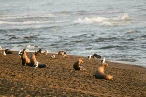 Mother and baby sea Lions, Peninsula Valdes, Heritage Site, Patagonia, Argentina photo