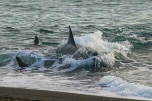 Killer whale hunting sea lions on the paragonian coast, Patagonia, Argentina photo