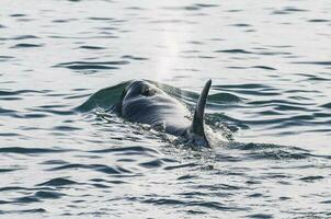 Killer whale hunting sea lions on the paragonian coast, Patagonia, Argentina photo