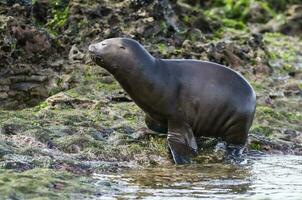 Sea Lion baby, Peninsula Valdes, Heritage Site, Patagonia, Argentina photo