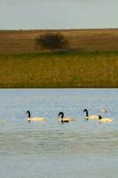 Black necked Swan swimming in a lagoon, La Pampa Province, Patagonia, Argentina. photo