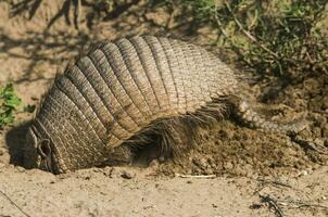 Armadillo digging his burrow, La Pampa , Patagonia, Argentina. photo