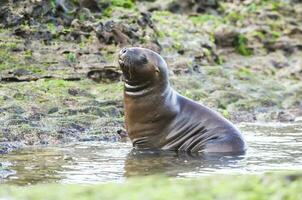 Sea Lion baby, Peninsula Valdes, Heritage Site, Patagonia, Argentina photo