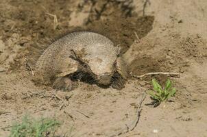 armadillo excavación su madriguera, la pampa , Patagonia, argentina. foto