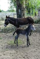 Burro recién nacido bebé en granja, argentino campo foto