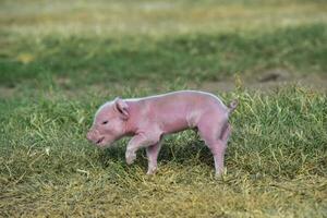 Piglet newborn baby, in farm landscape. photo