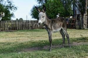 Burro recién nacido bebé en granja, argentino campo foto