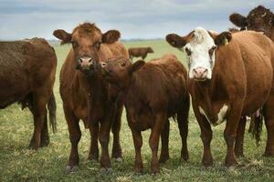 vacas y becerro succión, argentino campo, la pampa provincia, argentina. foto