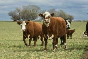 Cattle and  calf sucking, Argentine countryside,La Pampa Province, Argentina. photo