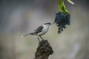 White banded Mockingbird, Patagonia, Argentina photo