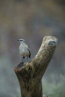 White banded Mockingbird, Patagonia, Argentina photo