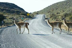 Guanacos grazing,Torres del Paine National Park, Patagonia, Chile. photo